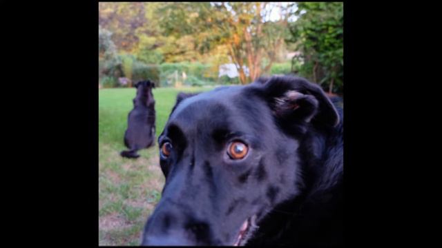 Cobalt - Amanda Blake GL