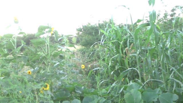 Introducción A La Permacultura 1: De Bill Mollison A Hoy