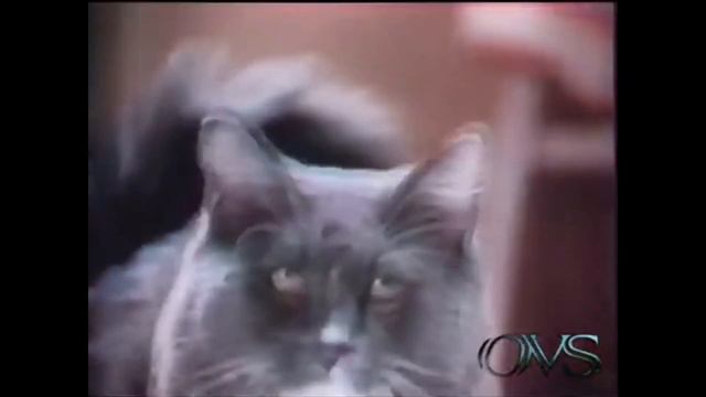 1976 Square Meal Cat Food Commercial - Wet Kitty - Phil Harris
