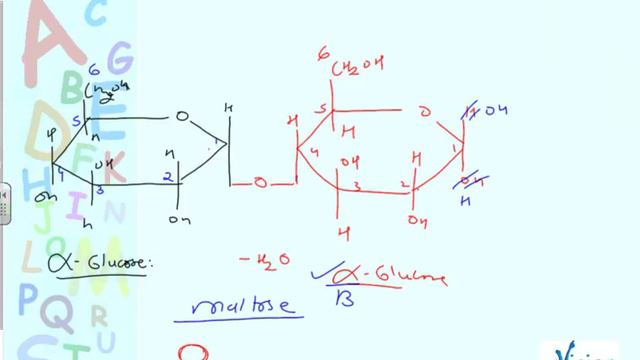 Maltose Structure