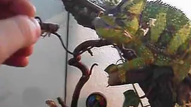 My Chameleon Eating Part 1