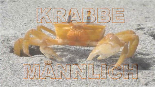 Krabbe - Geschlecht Bei Krabben