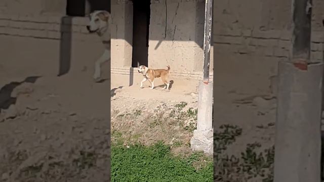 Полвон бойка