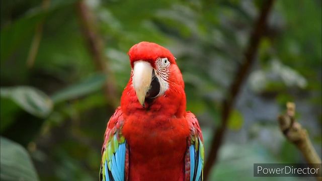 Deys Ka Sabsey Budhiman Payret //,,देस का सबसे बुद्धिमान तोता