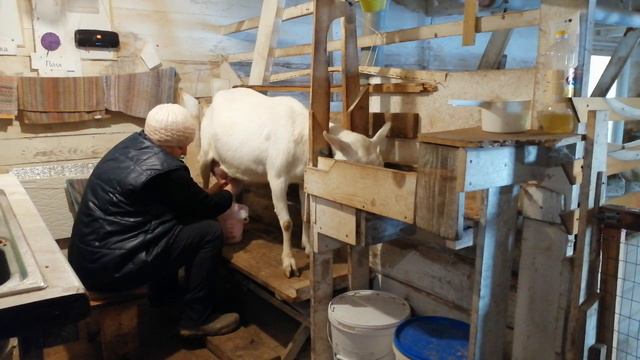 1 2 Поля дневная дойка 25 марта 2019