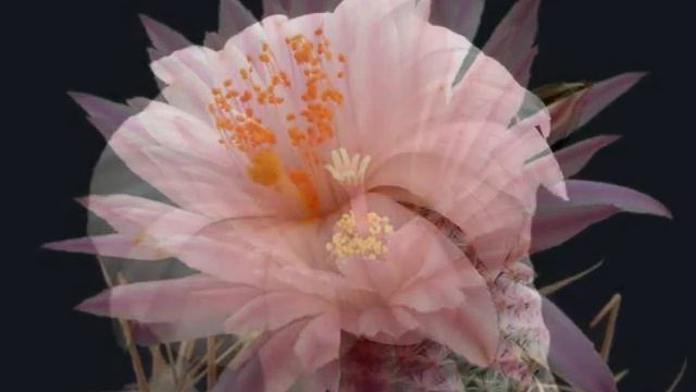 INESSA GALANTE Morro Ma Prima In Grazia (Un Ballo In Maschera - Verdi)