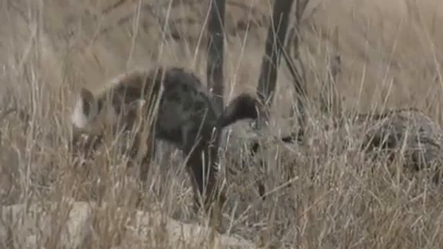 Sunset  Hyena With Stefan In Djuma MbdXP9eiYGs 360p 1659734704354 1