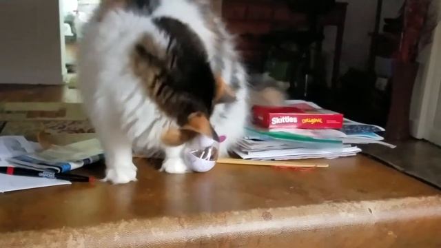 Norwegian Forest Cat Learning To Get Her Treats