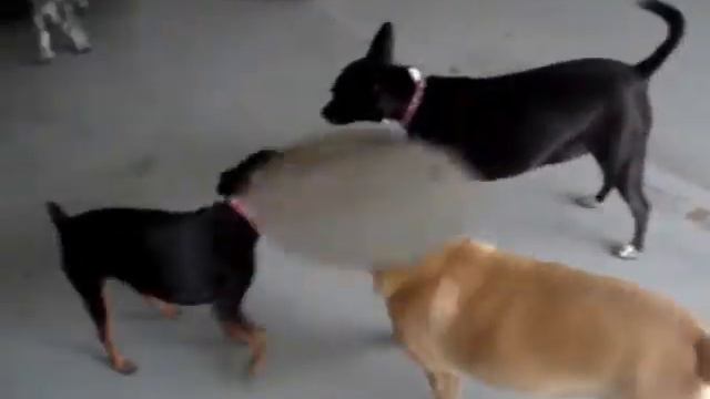 Bianca, Joonbug, Lulah, Angie, Hugo, Phantom, Luna, Roxie, And Macy