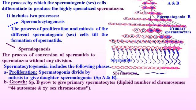 Histology Of Testis & Different Spermatogenic Cells