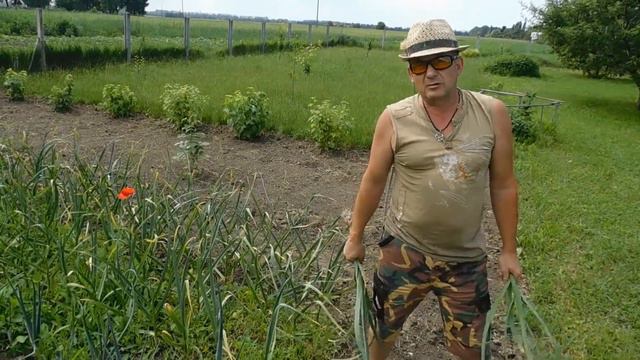 Як побороти бур'ян? Щедрий урожай без зусиль!