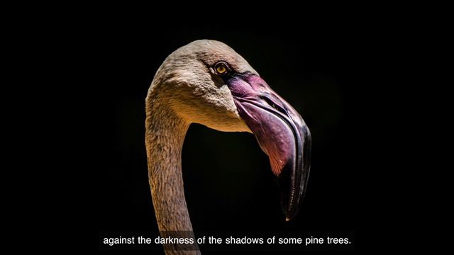 Wildlife In South America With Nick Dale | Phototalk | Coinaphoto