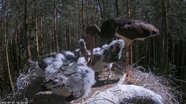 Must Toonekurg: Karl II Brings Fish And A Rat! 07.07.2022