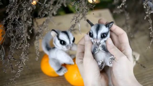 Lite-grey Sugar Glider