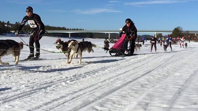 Vindelälvsdraget 2015