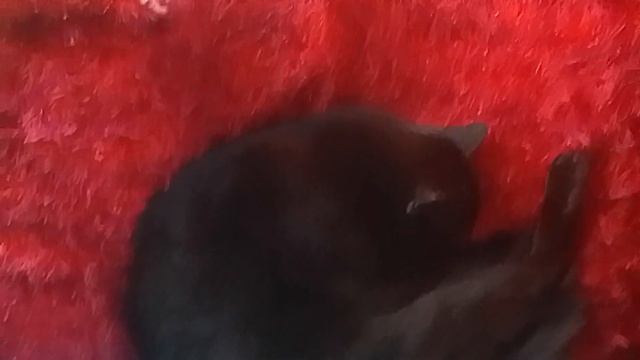 КРАСНОЕ И ЧЁРНОЕ---. 