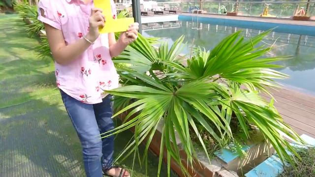 ABC Song   Kids Songs And Nursery Rhymes   Learn English Alphabet From LaLa Kids TV