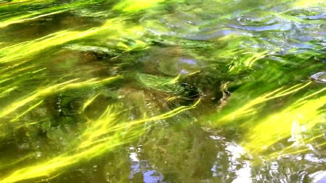 Fritz Wunderlich - Plaisir D'amour