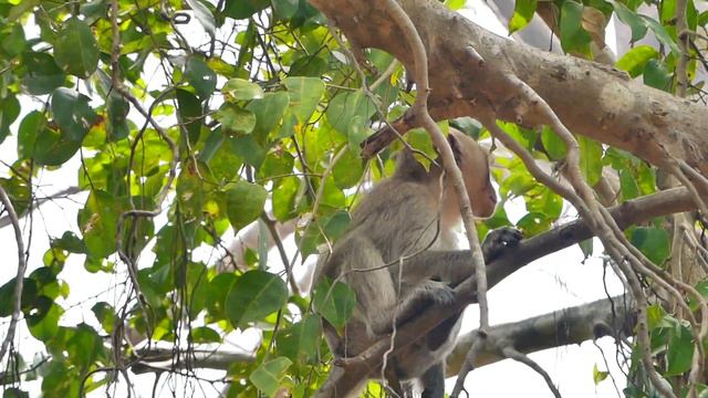 Big Child Monkey Santos Upset Want To Drink Milk Mama Pregnant Sara Really Very Tired From Her