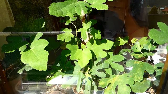 Diverse Feigen Stecklinge (Ficus Carica) Dalmatie, Doreé, Osborn Prolific, Jannot, Albu, Lumix Fz82