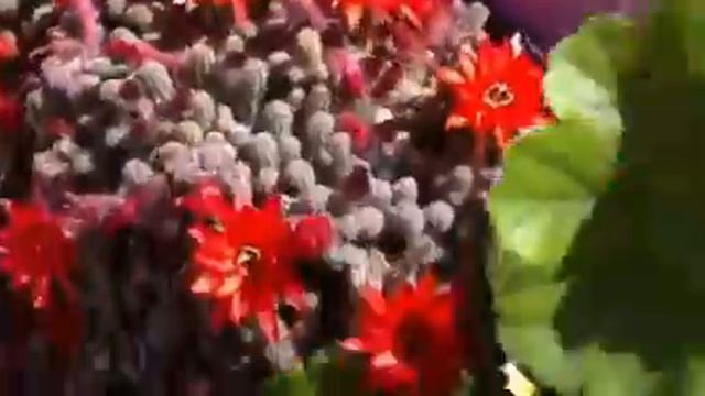 Fiori Di Mamma