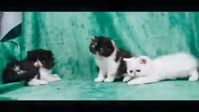 2 Cucciolate Persiani Ed Esotici Foto Slideshow