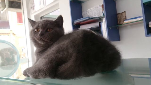 Raymond Fantasy Avalon, BSH A, Male, 3 Month Old