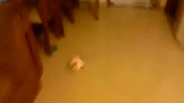 O FUTEBOL E A HABILIDADE DO PEQUENO GUILHERME ,FILHO DE OBERDAN