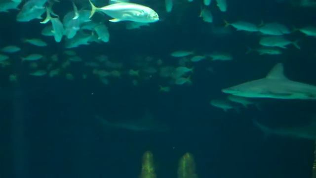 School Of Fish, Sharks And Rays At Omaha's Henry Doorly Zoo