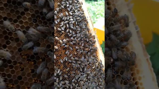 Миролюбивая пчела. Матководство Беларуси. Белмедок