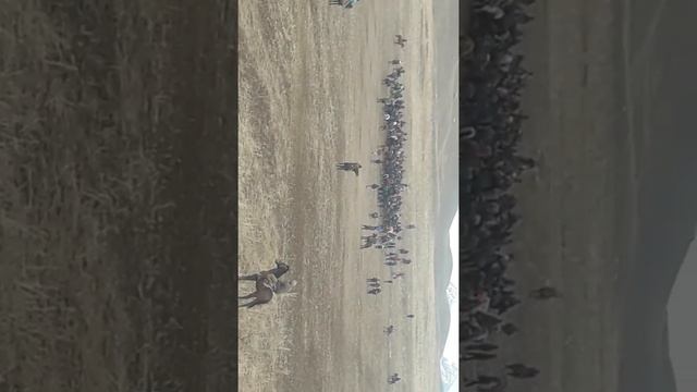 Лахшы кара шоро улак мусин берген(2)