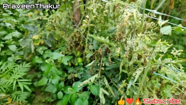 Bayer Velum Prime | Nematicide | Tamatar Me Jhulsa Rog | Bacterial Wilt | PraveenThakur | Fluopyrum