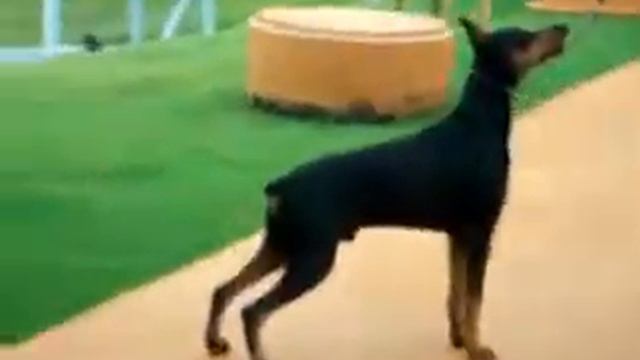 VON BORGHEN SHARK E VON BORGHEN FLY (VON BORGHEN KENNEL