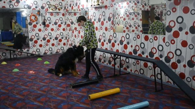 Занятие в дрессировочном центре Ральф и КРК