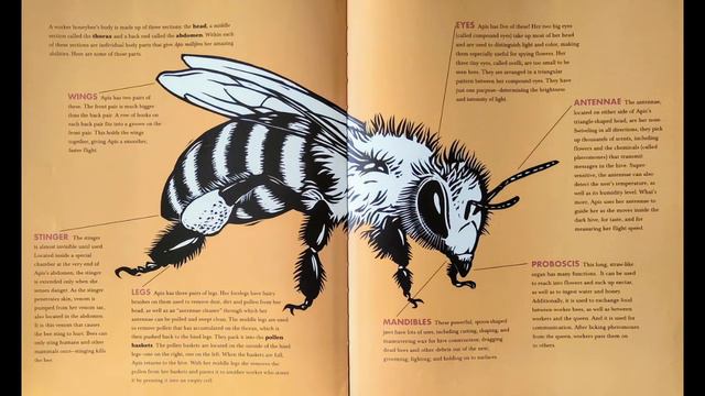 Honeybee: The Busy Life Of Apis Mellifera By Candace Fleming| READ ALOUD | CHILDREN'S BOOK