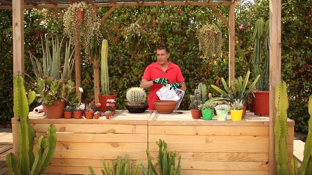 Els Consells De L'Ernest (10) Cactus