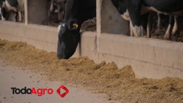 Las 5 Libertades Que Necesita Una Vaca Para Expresar Su Potencial