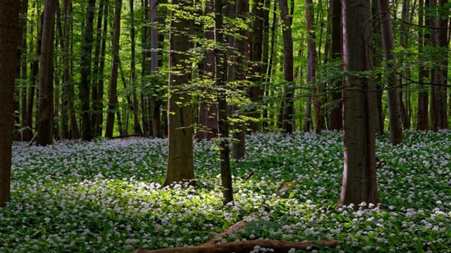 ライヴ★グヴィ：レクイエム（グリュン指揮：ドイツ放送フィルほか）