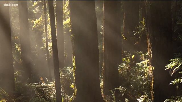 Why Are Sea Lions In California Getting Sick?