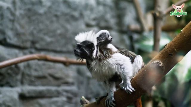 3c19b88fd217e1807514f4849b3ead93