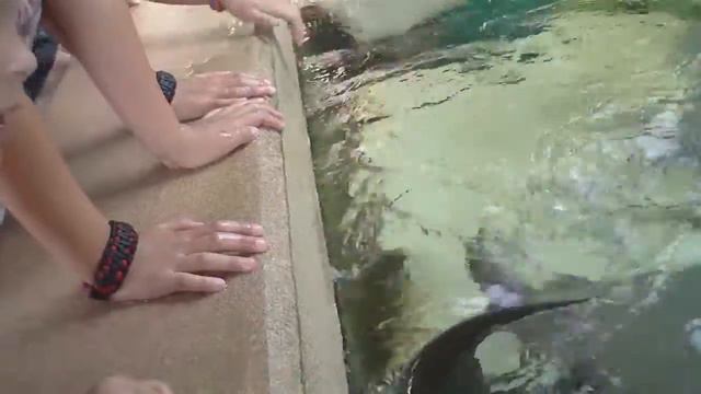 Sea World Orlando Manta Rays 2012