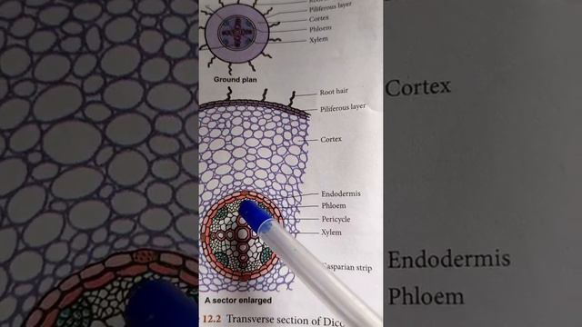 Internal Structure Of Dicot Root And Monocot Root...  In  தமிழ்...,🙂