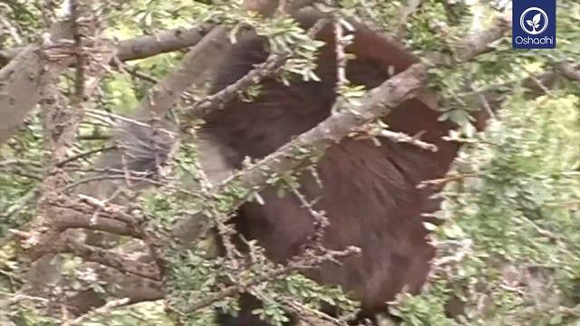 Argan (Argania Spinosa) - A Biochemical Fossil | Essential-Oil-Plant Portrait By Dr. Malte Hozzel