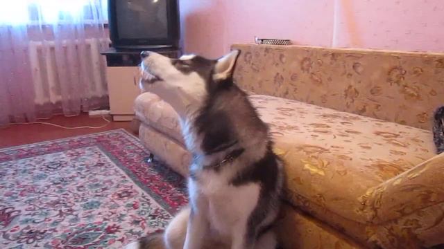 хаски майя поет