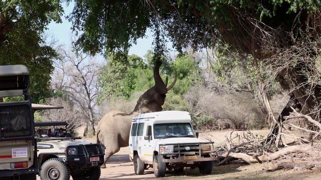 Iconic, But... Mana Pools, Zimbabwe [61 Days Overlanding Ep 5]