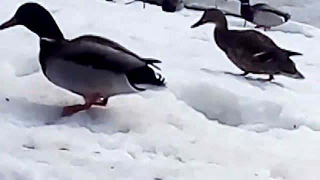 Эволюция птиц или тётя убежала от птиц или ляля катается в кровати