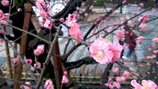 Andres Cardenes Plays Saint Saens Sonata #2 In Eb, III  Andante