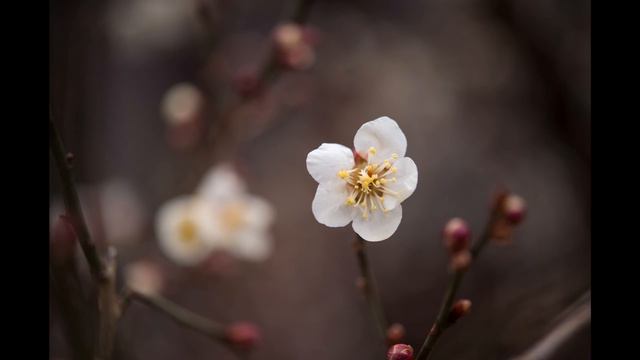 Linda Jo Rizzo  -  Heartflash   (Remix)