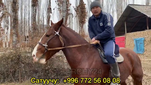 Бул АТТЫ Улака ЧАБЫШ Керек Экен 10.01.2022