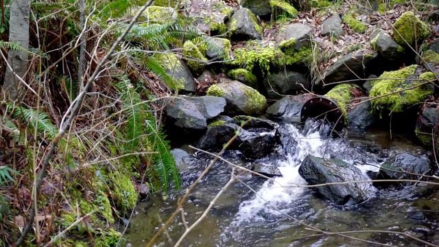 Morrison Creek - A Magical Spot On Vancouver Island /Island Soul Films